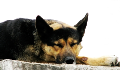 Sleeping dog