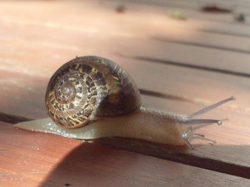 Slimy snail picture