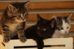 Picture of 3 kittens